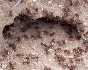 ants