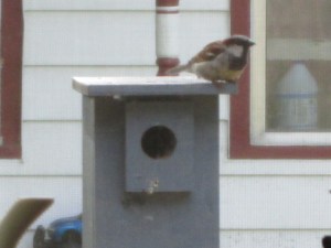 New Sparrow Neighbors