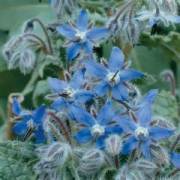 Borage