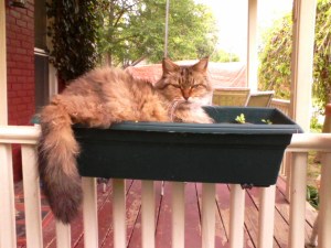 Tesla in the window box.