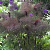 Bronze Fennel