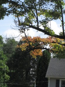 Beautiful September August Day