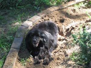 Danny nicely refusing to move from the hole he dug in my path.