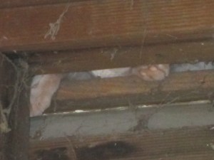 Yafah in her hiding place near the ceiling.