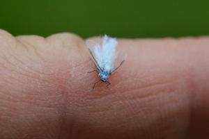 Wooly Aphid Photo: bugguide.net