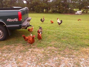 RB's beautiful chickens