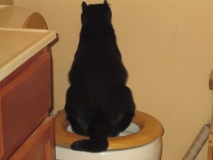 Luking using the toilet.