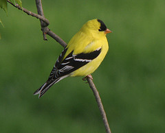 Goldfinch in the summer.