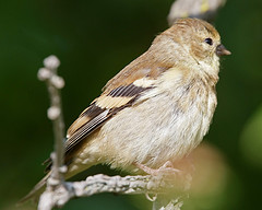 I researched to learn what this bird is