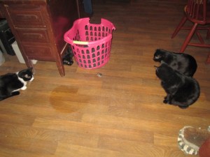 The cats surrounding the mouse, which is in front of the laundry basket.