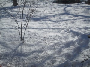 Thousands of tiny bird "footprints" in the snow."