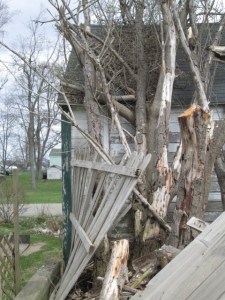 This is part of the dead tree and crushed fence.