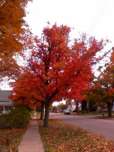 Our beautiful maple trees in the autumn.