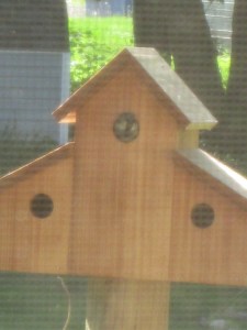 A new sparrow family moving in.