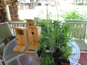 Three birdhouses and two flats of plants.