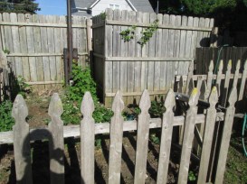 My strawberry patch. The herb garden is on the other side of the tall fence.