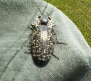 Large sparkly insect