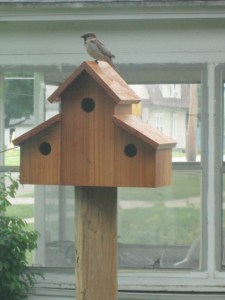 The Sparrow singing, "This house is now MY house."