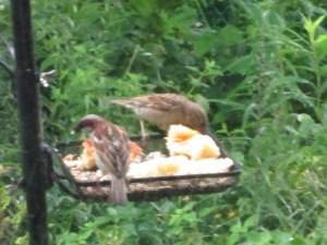 Birds enjoying our Challah Bread.