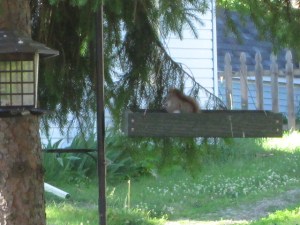 A baby squirrel eating nuts.