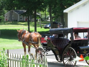 Horse & Buggy rides