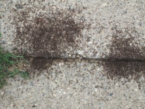 Swarming ants