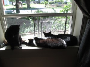 From left to right, Luke, Timmy, and Little Bear in the window.