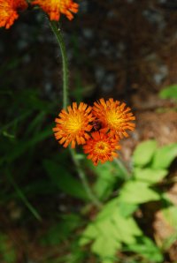 These are what the flowers look like.