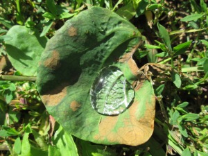 A leaf filled with rain or dew.