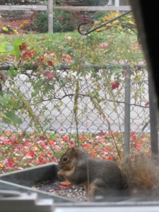 The squirrel in the feeder