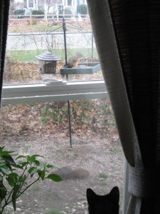 Little Bear watching squirrels