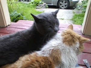 Annie and Rikki-Tikki-Tabby sitting on my lap while I scraped old paint.