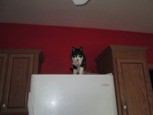 Silly Timmy loves to hang out on top of the fridge and cabinets.