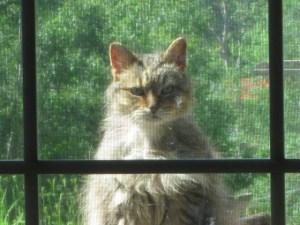 Tesla looking in the window this morning