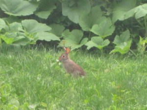 The little rabbit in our yard.