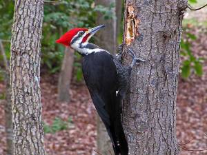 Pileated Woodpecker Photo from: thebirdpoint.wordpress.com