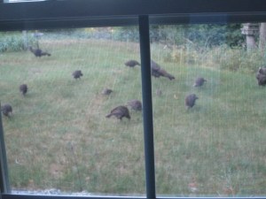 The turkeys