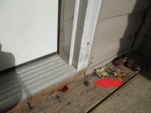 The curled up corpse of a giant spider. He is much smaller dead than he was alive.