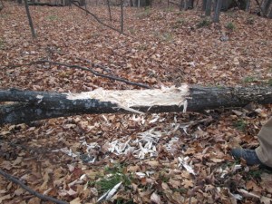 Pileated Woodpecker shredded this tree
