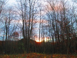 The sun peeking through bare trees.