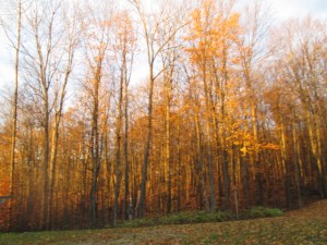 The forest glowing with golden light.