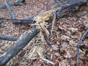 Pileated Woodpecker damage