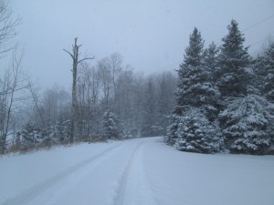 A beautiful evening in the Enchanted Forest