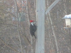 Pileated Woodpeckers