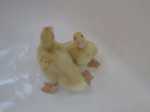 Ducklings enjoying their swim.