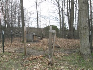 We will put the coops inside an enclosure here.