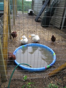 Peeper, Cuddles, and some chickens.