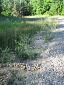 Rock dams and plants along the driveway