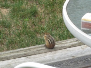 Chipmunk on the deck