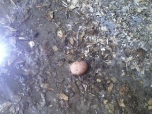 Our very first egg!